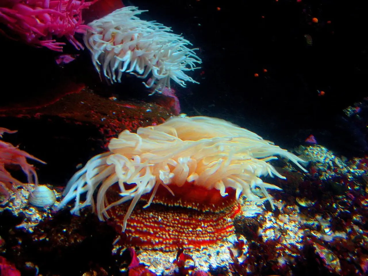 Unveiled: Over 10 Fascinating Cubaris Isopod Species (Don't Miss Out!)