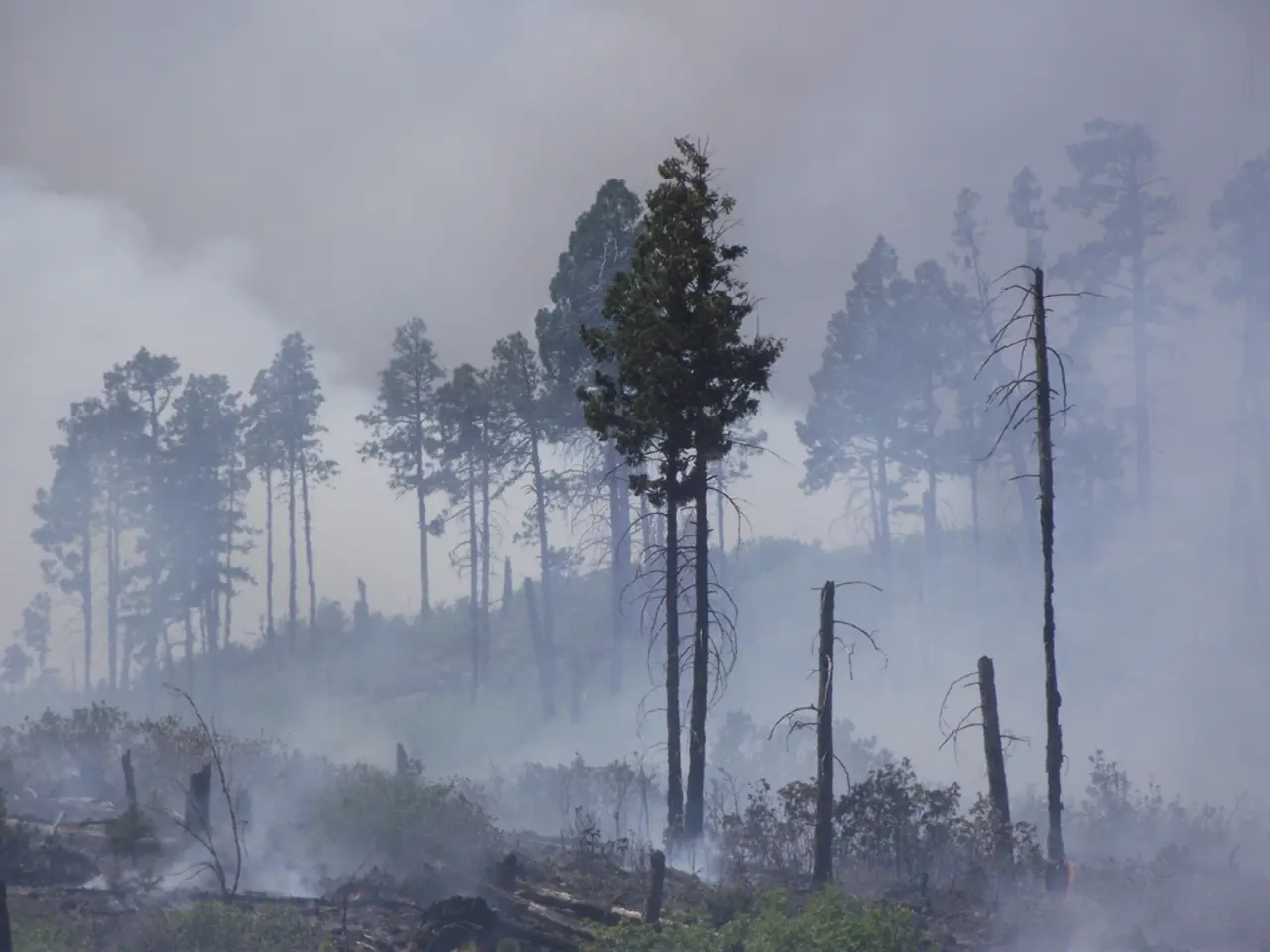 Urban Flora Options for Container Gardening