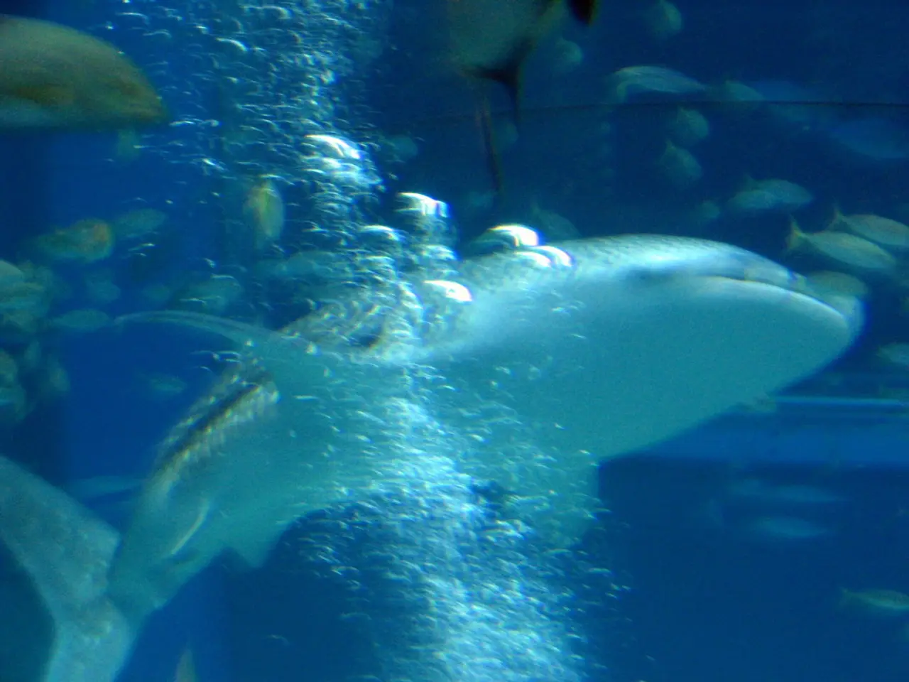 Tips for Surviving Swim Encounters with Sharks