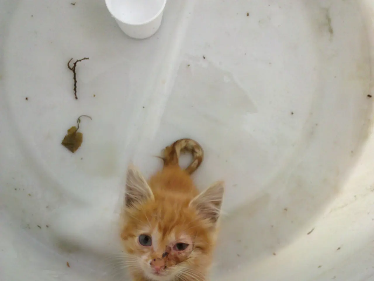 Exploring the Eco 4 Boiler Program: A Green Heating Alternative for Homeowners in the UK