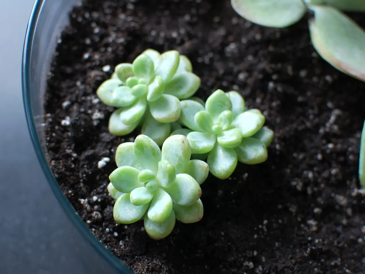Quantity of Quarts in a Cubic Foot: A Buying Guide for Potting Soil