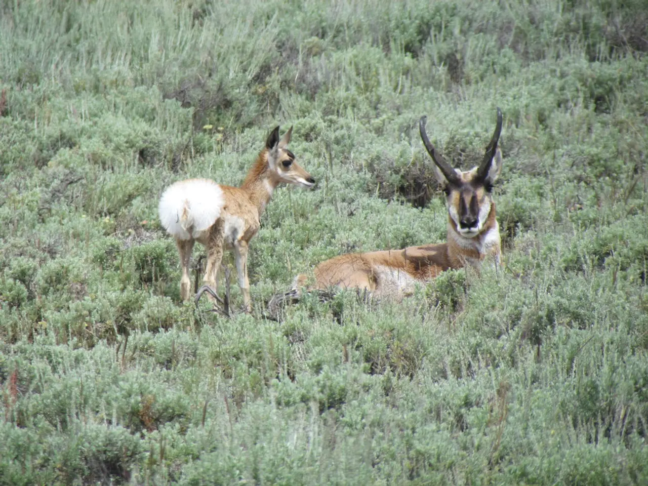 Affordable and Expert-Recommended Methods for Dissuading Deer from Your Property: Discover Three...