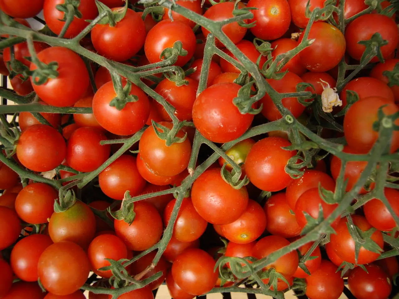 Gardening Curmudgeon's Guide to Tomato Illnesses - Plus Cures for Each Affliction