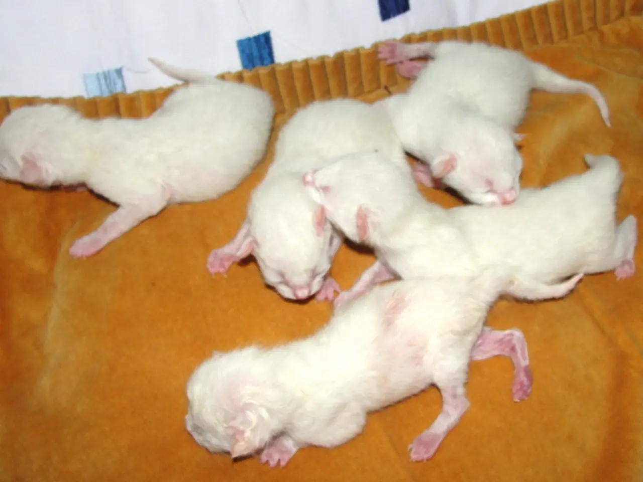 Large rats posing a issue in the UK, as confirmed by pest control professionals, following the...
