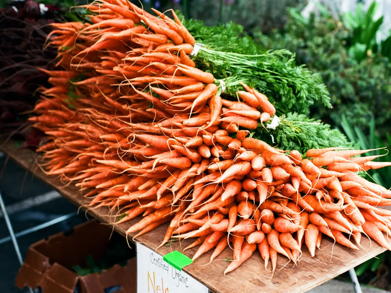 Harvest a tasty carrot by planting it in August.