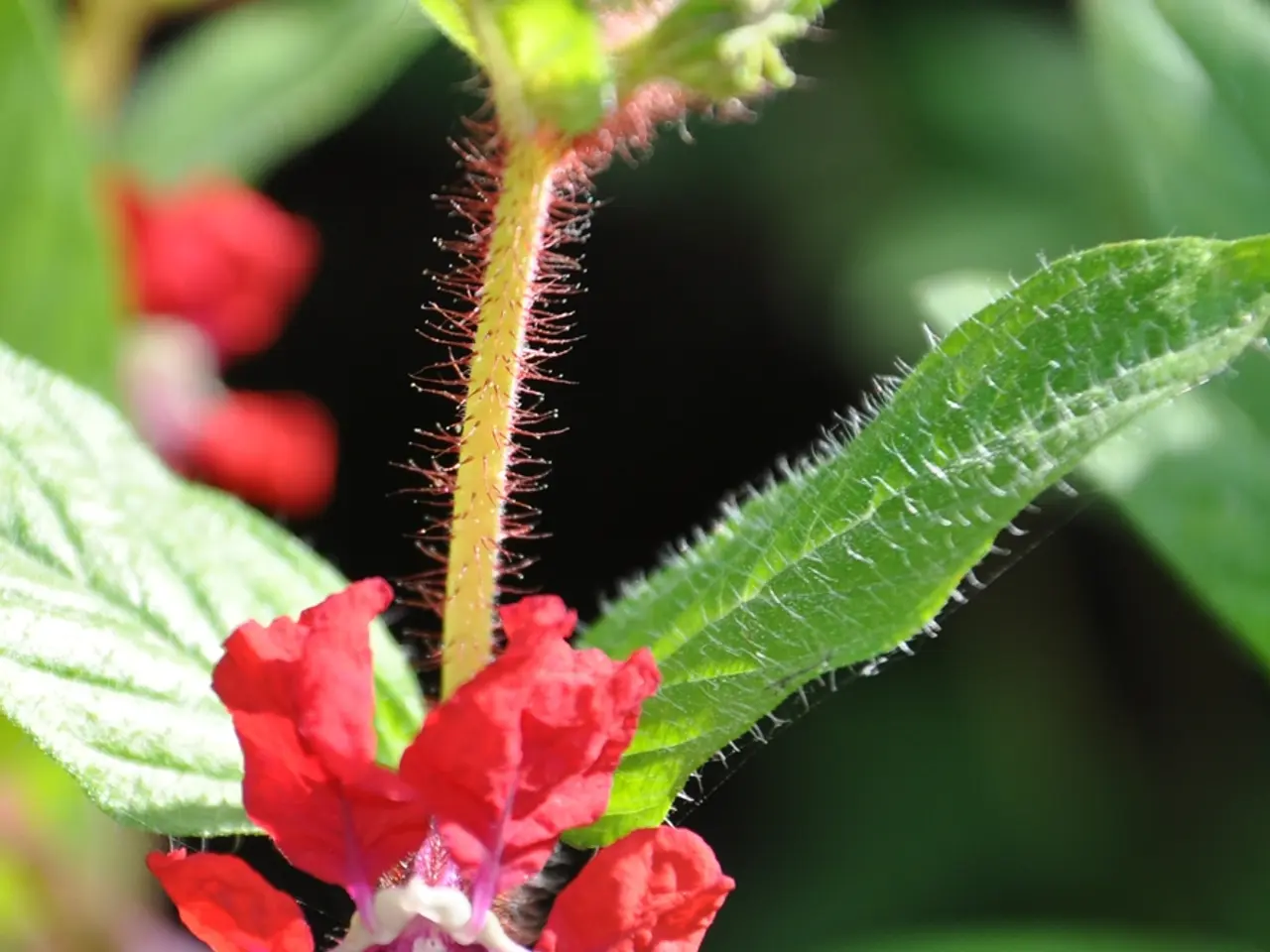 Fertilizing red hot pokers is a recommended practice to boost the abundant production of...