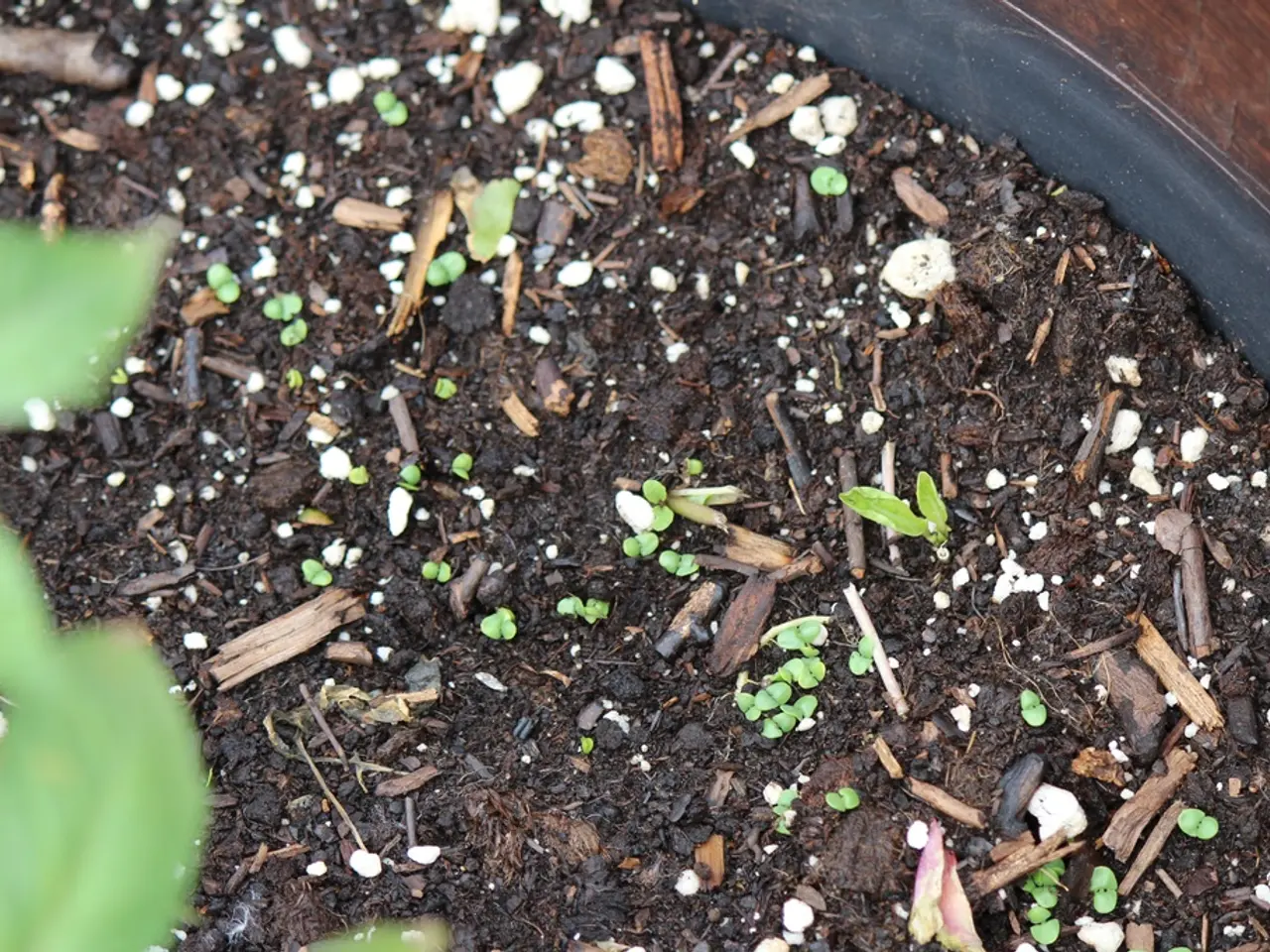 Guide for New Gardeners: Assessing Soil Quality Before Planting