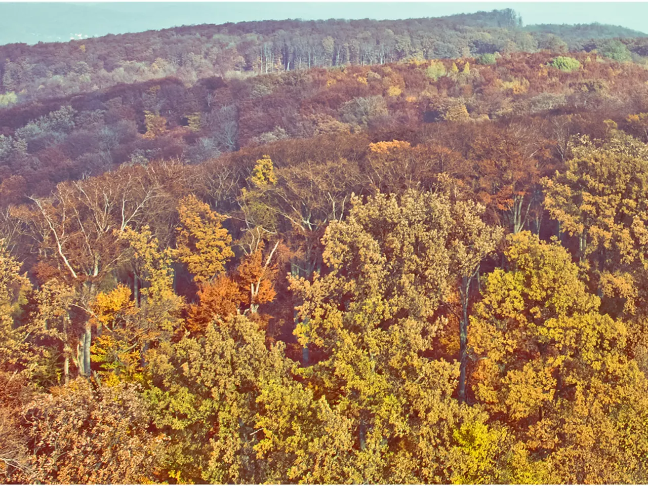 Potential Arboreal Threats to Your Landscape