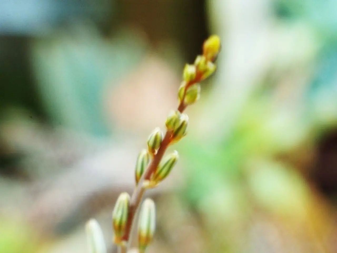 Plant Care Tips: Corn Plant (Dracaena fragrans)