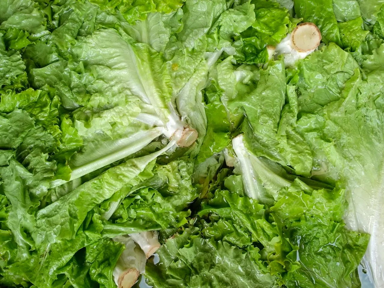 Managing Prickly Lettuce Weeds: A Guide for Elimination