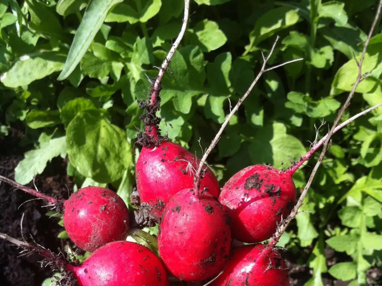 Preparing for Spring Blossoms: Sowing Seeds Now for a Bright Garden in Springtime