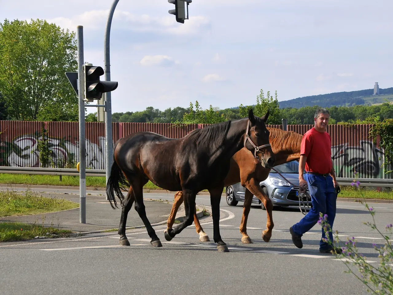 Guidelines for Securely Navigating Roadways with Horses