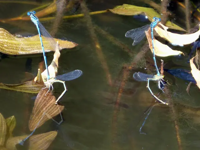 Strategies from 5 professionals for fashioning a wildlife-friendly pool in your backyard