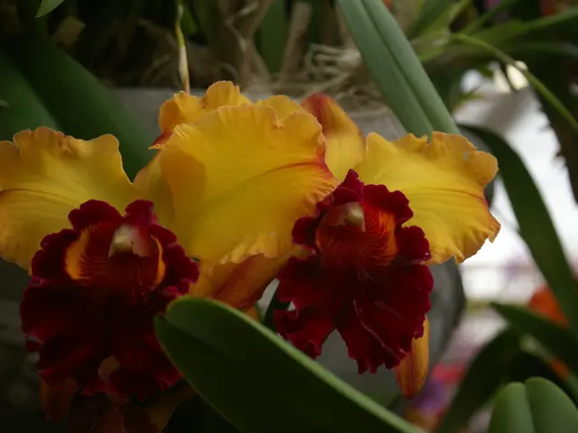 Vibrant Iris Companions to Maintain Flowering Garden Throughout the Year's Cycle