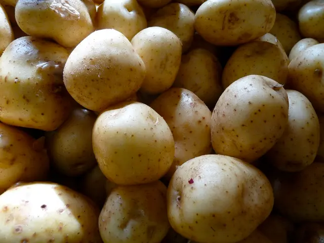 Preserving Potatoes for Extended Periods Without Utilizing a Root Cellar