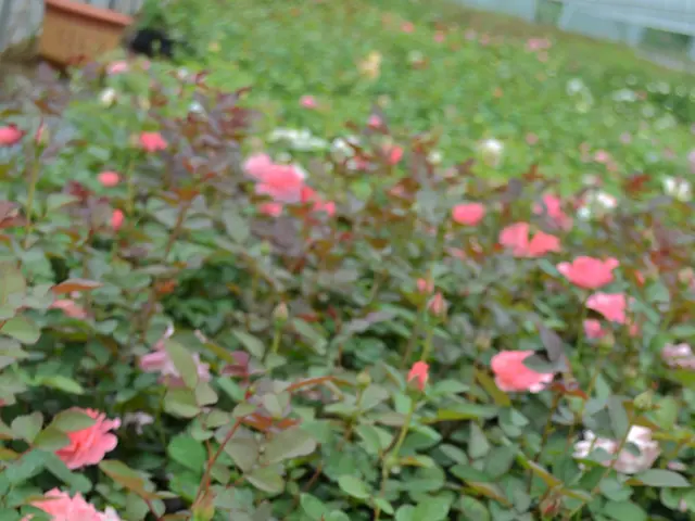 Top 5 Vine Plants Ideal for Building a Fragrant, AromaticStructure Above Your Patio