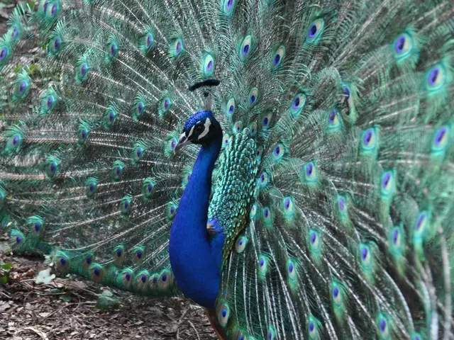 Less vigorous Clematis montana varieties offer a suitable option for those seeking a more...