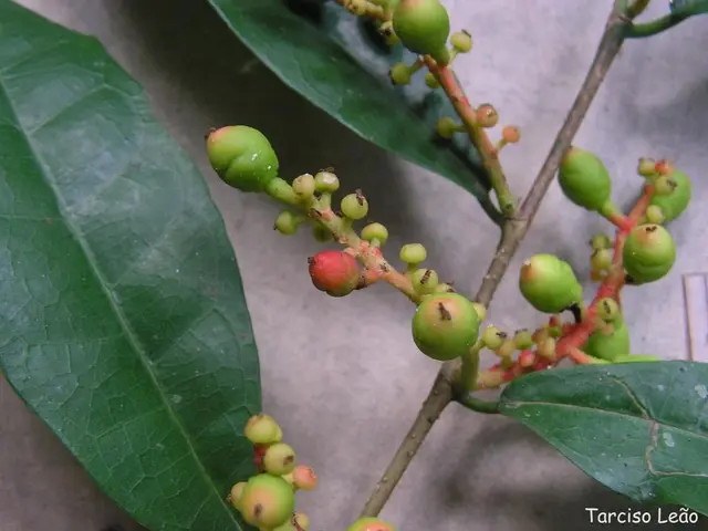 Additives for Watering Wild Fig Leaves Growth: Recommended Solutions