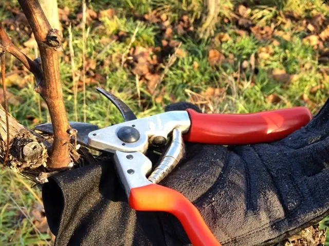 Avoid Grass Damage in Heatwaves: Steer Clear of Certain Lawn Care Tasks