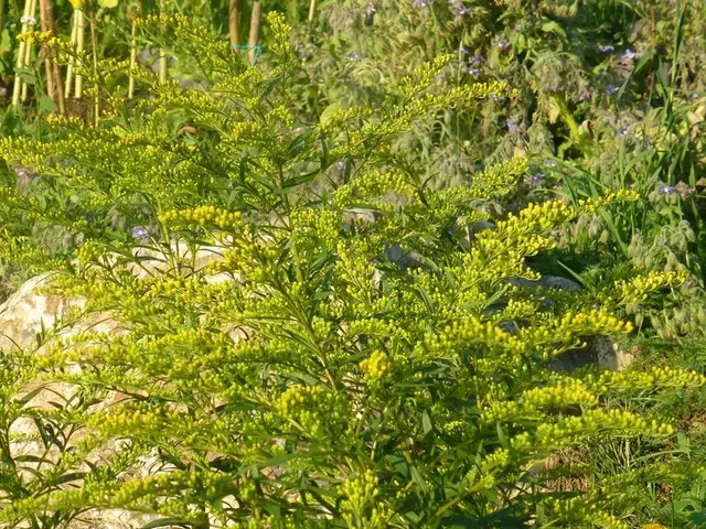 Striking Magnolia Varieties Thrive in Both Small and Expansive Spaces During Spring, Displaying...