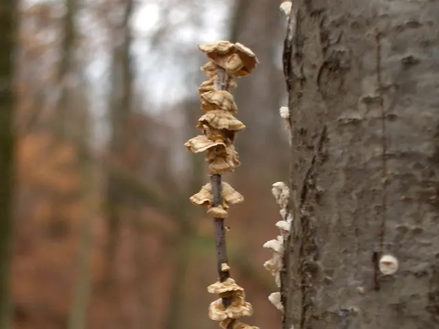 Inquiry: Can you locate the concealed rodent amidst the toadstools in the fungal woodland?