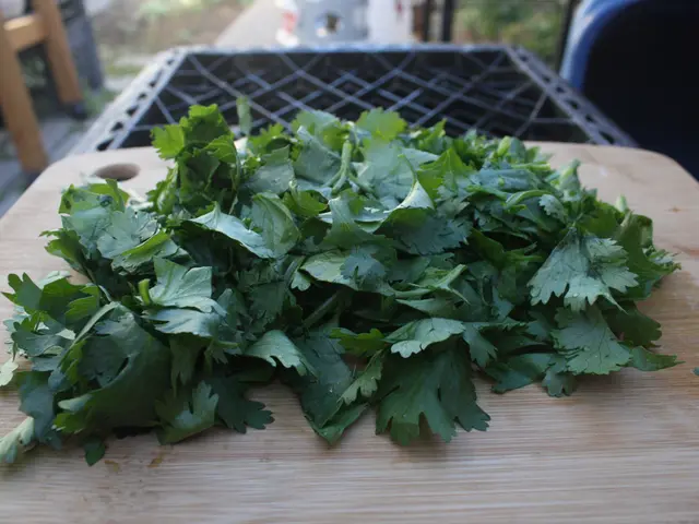 Tips for Proper Parsley Trimming to Promote Vigorous Growth