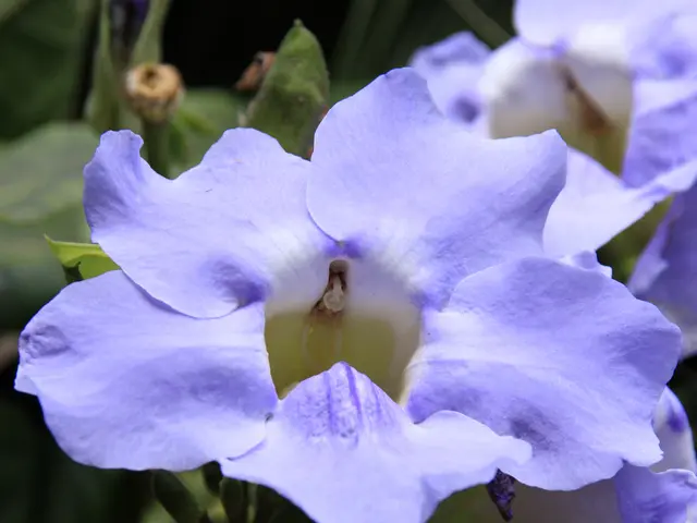 Cultivating Morning Glories: Guide to Nurturing and Tending Morning Glory Blossoms