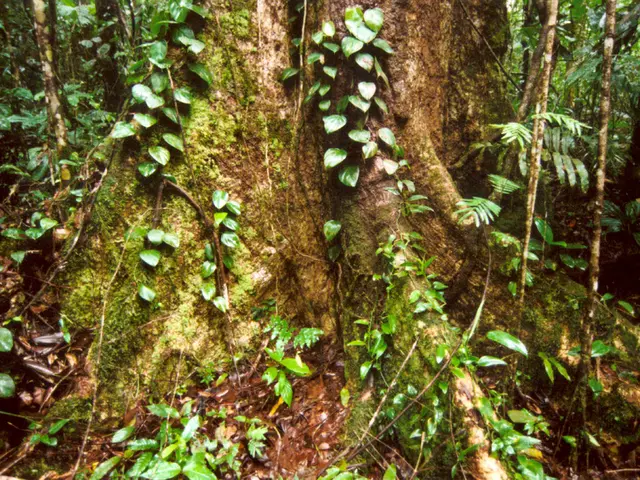 Guide for Carefully Eliminating Previous Landscape Fabric to Preserve Root Health: A Detailed...