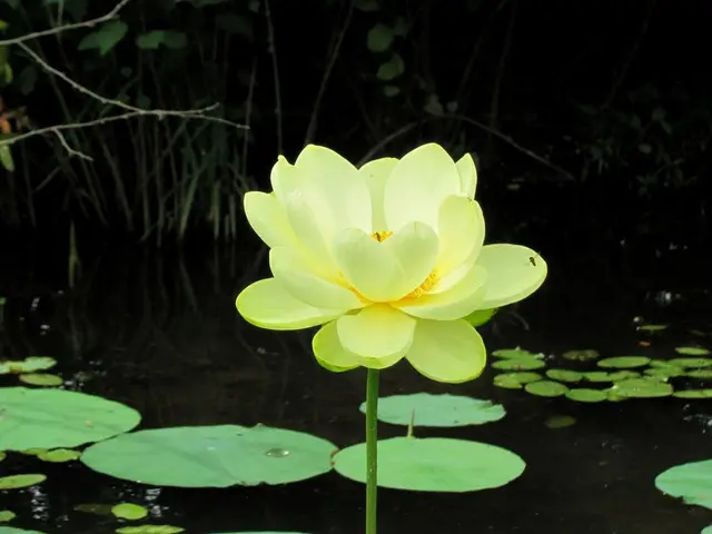 Soil Secrets of the Lotus: A Ideal Substrate for Growth