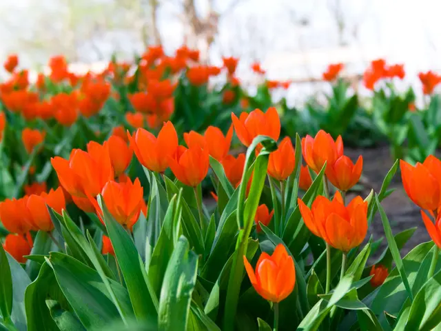 Optimal Tulip Planting Times in Washington State: Recommended Periods and Tips