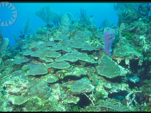 Strategies for shielding vegetation during soaring temperatures: