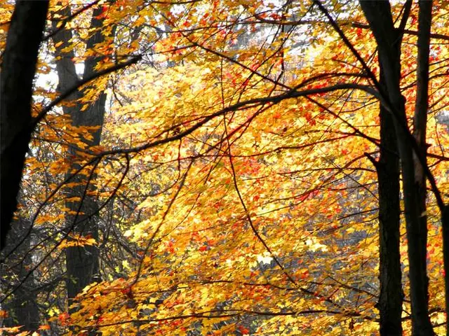 Fourteen Evergreen Shrubs Offering Continuous Texture Throughout the Seasons