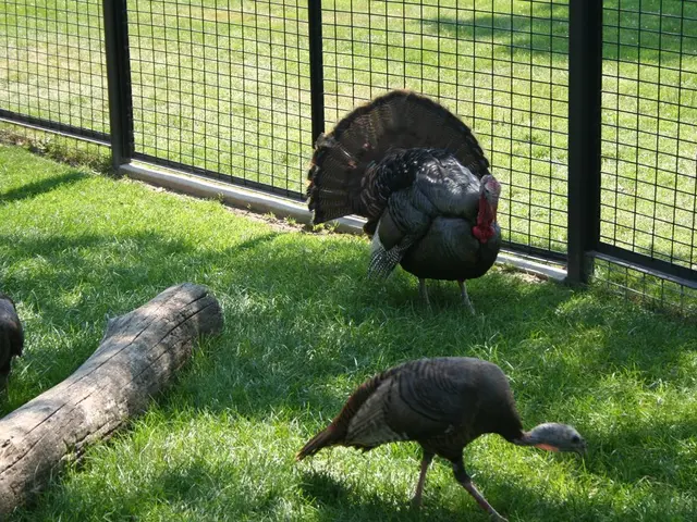 Select Appropriate Garden Netting to Protect Wildlife and Crops, Safeguarding Both Ecosystem and...