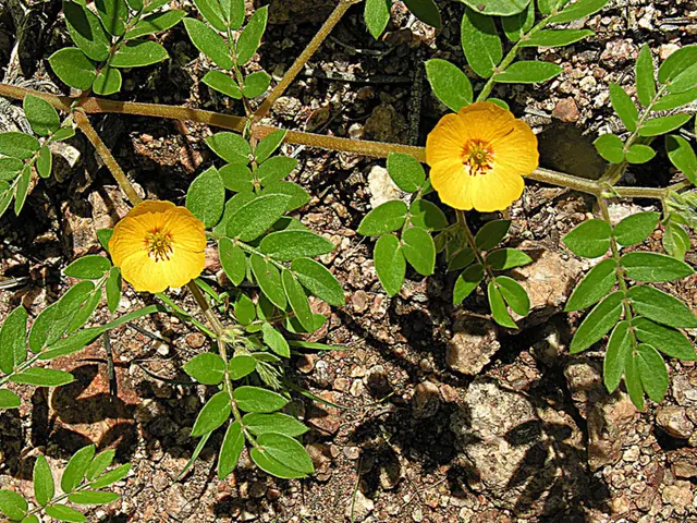 Bonsai Hokoki Style: Detailing Key Features & Cultivation Methods for Luminescence