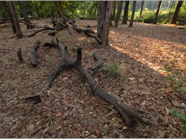 Methods for Eliminating Tree Stumps