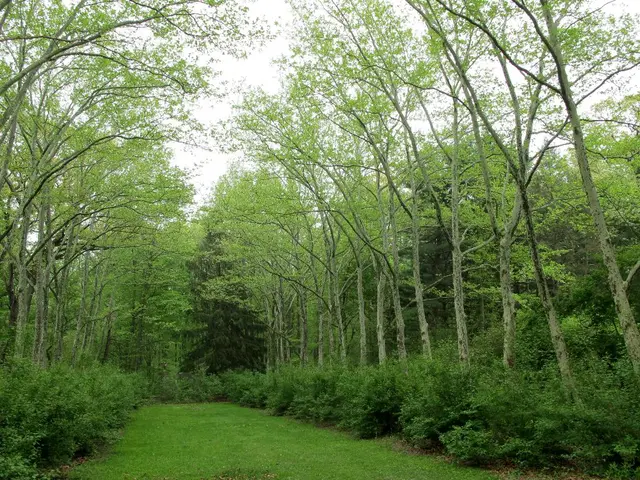 Midwest Ecosystems being Restored by Native Grasses: Insight into the Reemergence of Prairie...