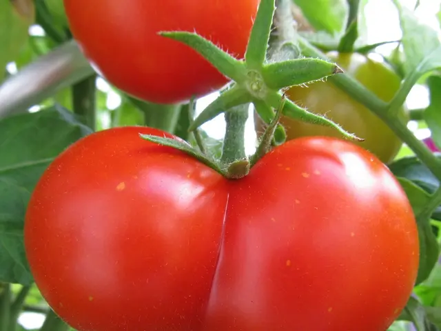 Growing Organic Tomatoes: A Comprehensive Guide