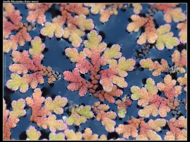 Succulents and cacti thrive in dry conditions, needing minimal water for survival.