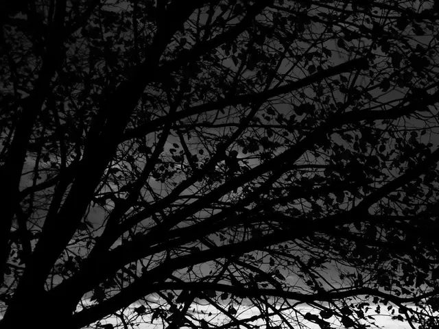 Essential Guidelines for Lime Tree Illumination: Suggestions for Maximum Development