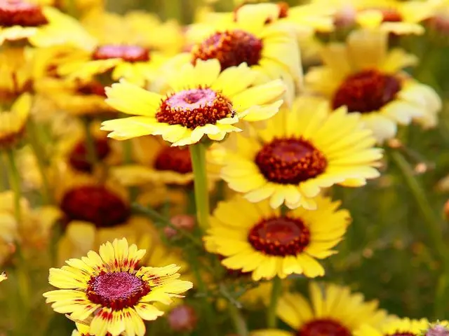 Clematis Growth Optimal Conditions: Ensuring Successful Development in Your Garden through Proper...