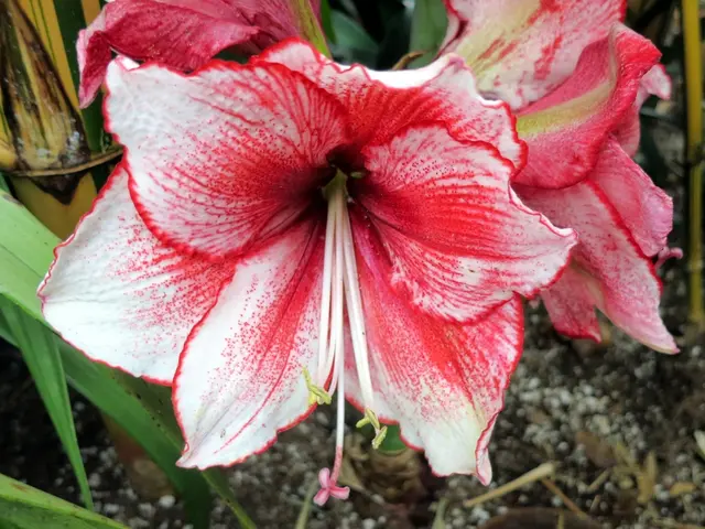 "Optimal Fertilizers for Bougainvilleas: Application Timing and Methods"