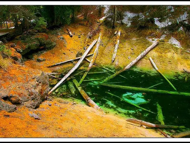 Harmony is Essential: Sustainable Forestry in the Maine Wilderness