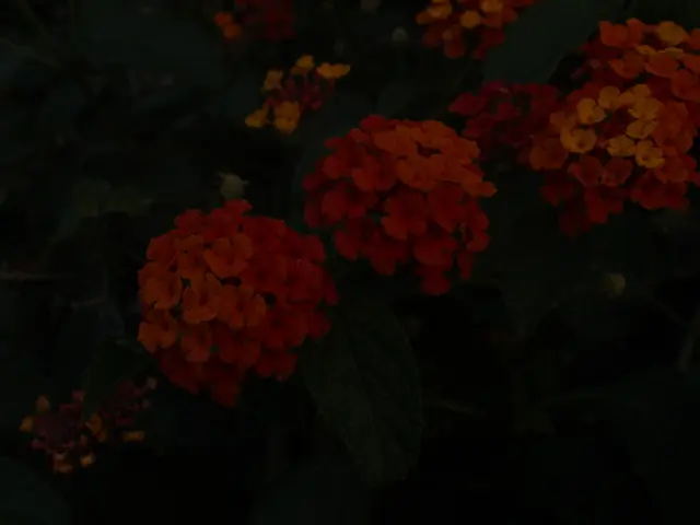 Simple Native Wildflowers to Cultivate in Your Own Garden