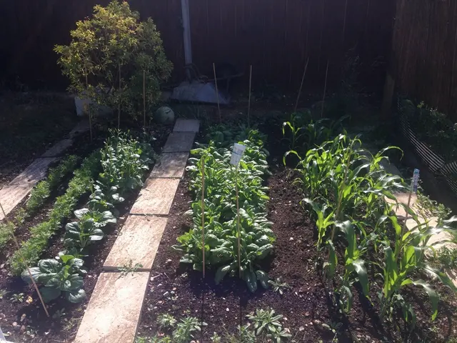 Enhancing Crop Output through the Employment of Carbohydrate Enhancers