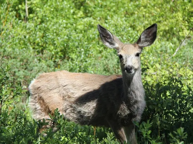 Eradicating Canadian Goldenrod in Warsaw Assisted by Google - June 25, 2025