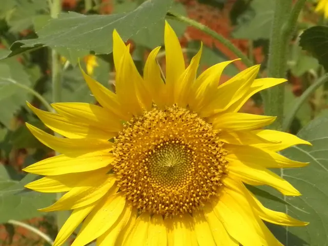Sunflowers Evolution: Transitioning from Native American Dietary Mainstay to Modern Ornamental...