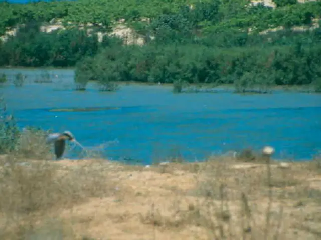 Exploring the Extensive Advantages of Soil for Plants: Delving Deeper