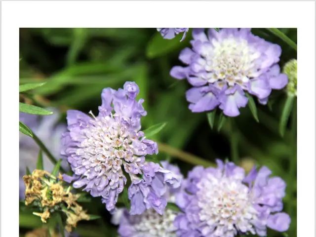 Exploring Mullick Ghat Flower Bazaar