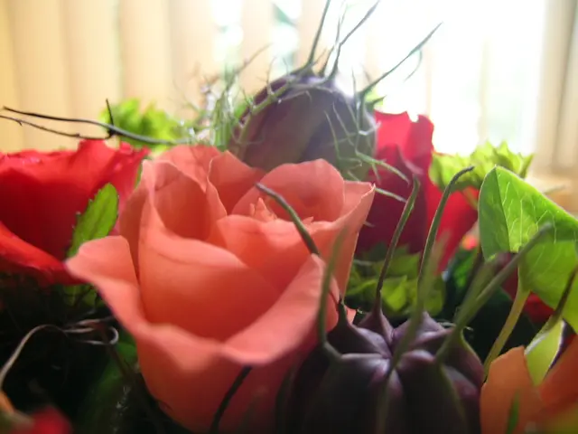 Guidance for Sowing a Peach Pit and Cultivating a Tree from Scratch