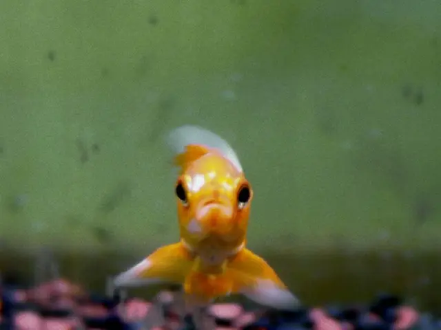 Eradicating Canadian Goldenrod in Warsaw with Google's Assistance - June 25, 2025